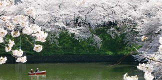 La fioritura dei ciliegi in Giappone