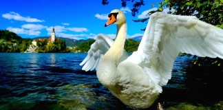 Lago di Bled, in Slovenia